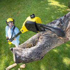 Professional Tree Removal and Landscaping Services in Big River, CA